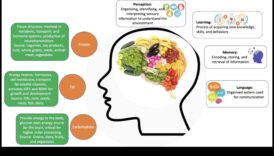 قم بتغذية دماغك بأفضل المغذيات الكبيرة للصحة المعرفية 1 تأجيج التألق: المغذيات الكبيرة للصحة المعرفية