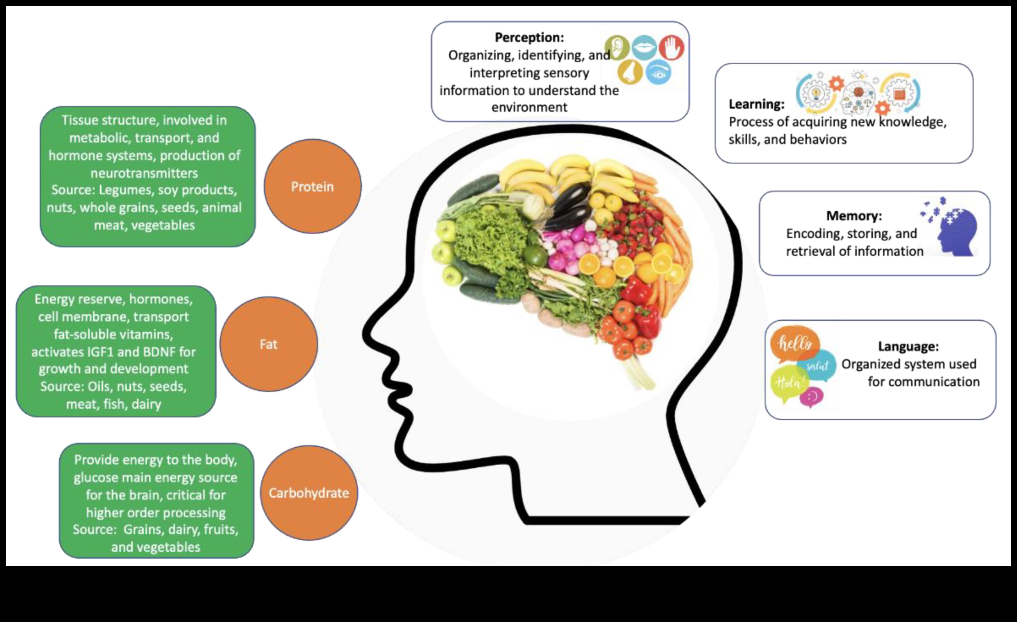 تأجيج التألق: المغذيات الكبيرة للصحة المعرفية